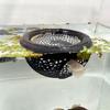 Caverna Flutuante para Aquário Abrigo Esconderijo para Peixes Camarões Rede de Descanso Anel Alimentador e Ponto de Descanso para Betta Pequenos Animais Aquáticos