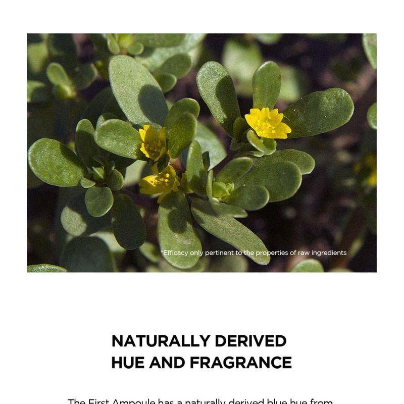 SKIN 1004 - Madagascar Centella Hyalu-Cica First Ampoule Jumbo