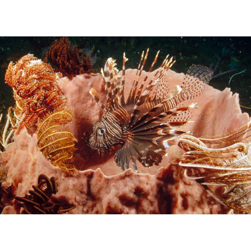 

Framed Coral Reef & Fish Poster - Decorative Wall Art (Free Shipping) White card paper (non-adhesive) 30*42 cm