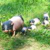 Garden Pig Statue, Outdoor Resin Piggy Ornament, Cute Piglet Sculpture, Farmhouse Decoration for Yard Lawn Patio