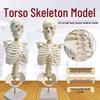 45cm Half-Body Human Skeleton Model with Stand for Medical Teaching