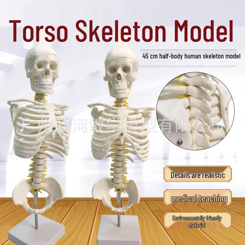 45cm Half-Body Human Skeleton Model with Stand for Medical Teaching 45cm