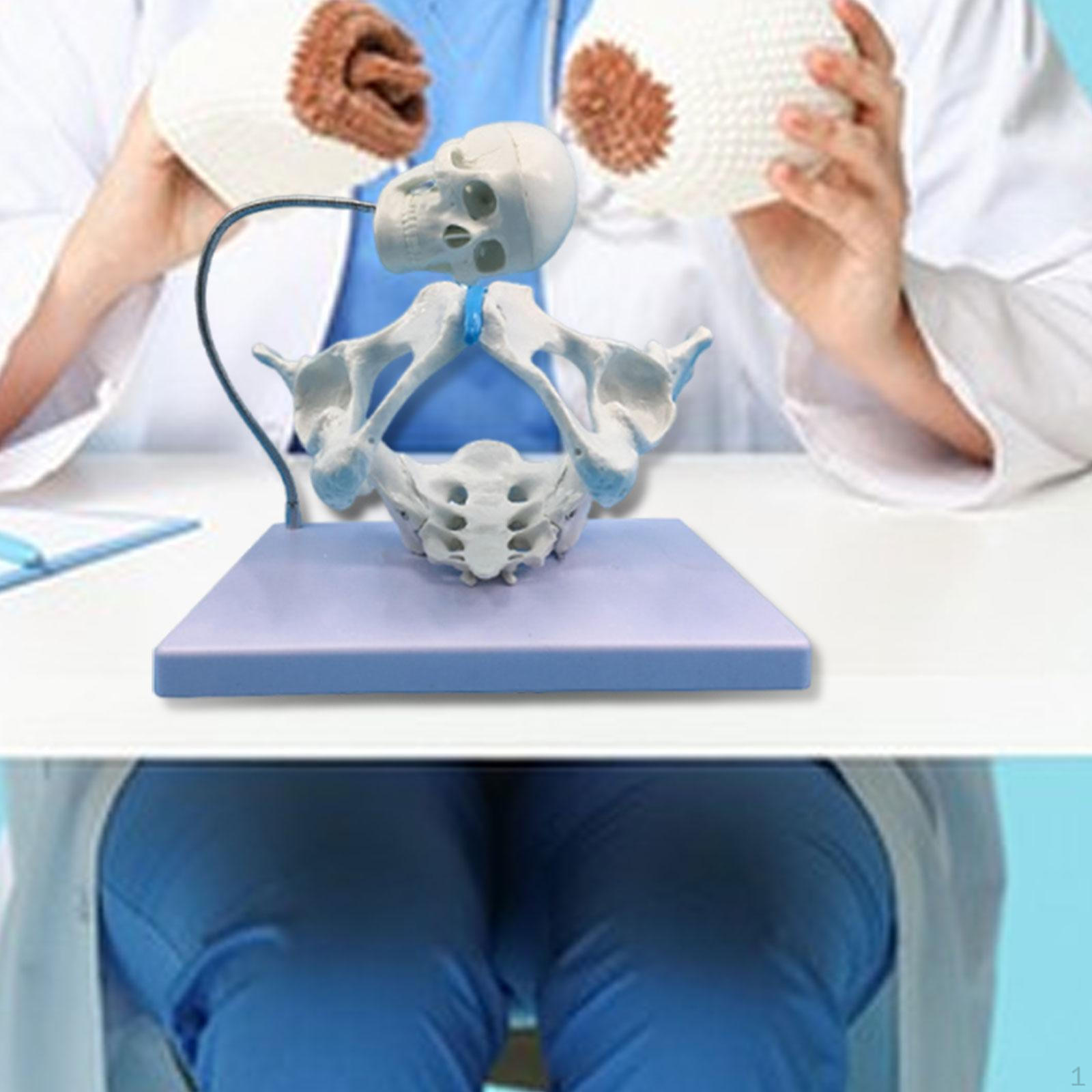 

Модель структуры женского таза, Учебное пособие по матке ,1:1 Модель доставки ПВХ для изучения