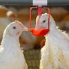 Corrosion Resistant PVC Poultry Water Connector Automatic Farm Drinking Equipment for Large Scale Livestock