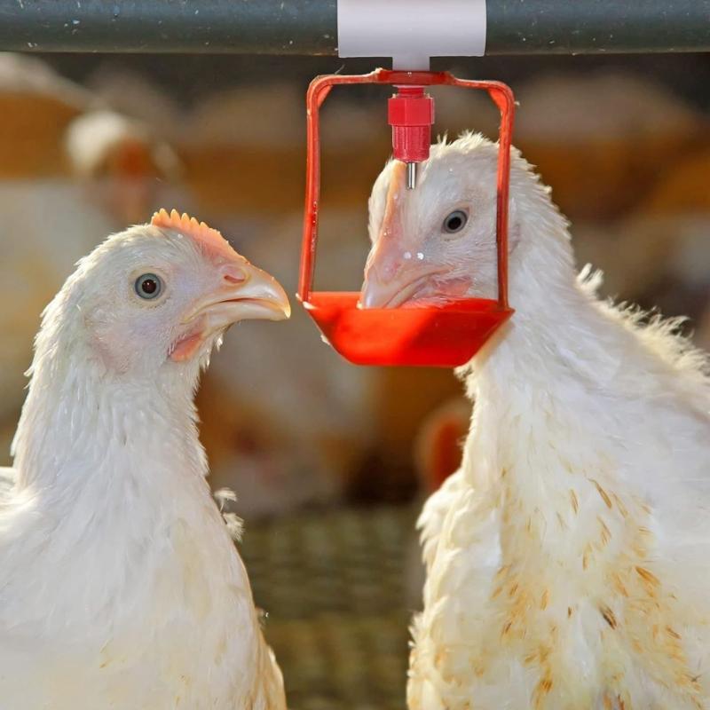 Corrosion Resistant PVC Poultry Water Connector Automatic Farm Drinking Equipment for Large Scale Livestock