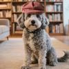 Popular Pet Costume Hat Beret Hat for Small Dog Cats Comfortable Cosplay Pet Accessory Headwears For Halloween Party