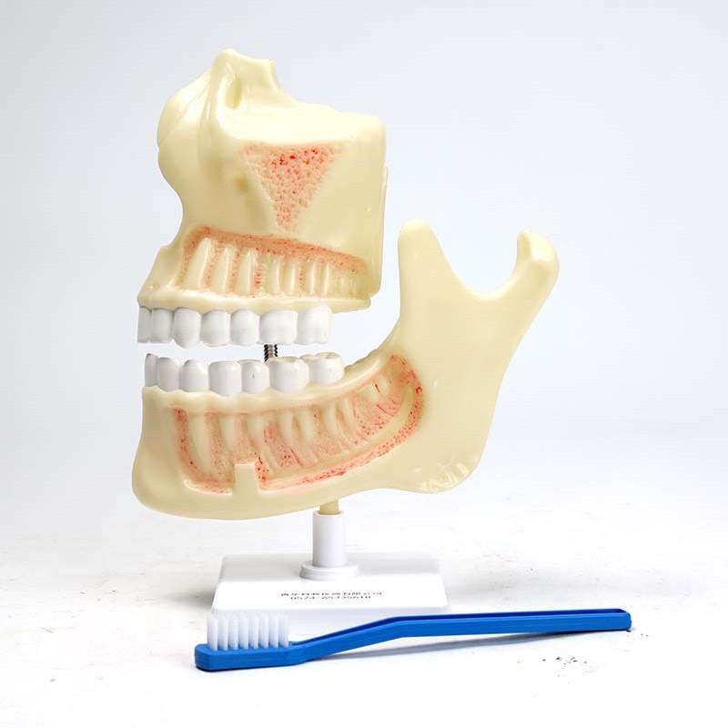 Qinghua Dental Arch & Molar Anatomical Model for Biology Education
