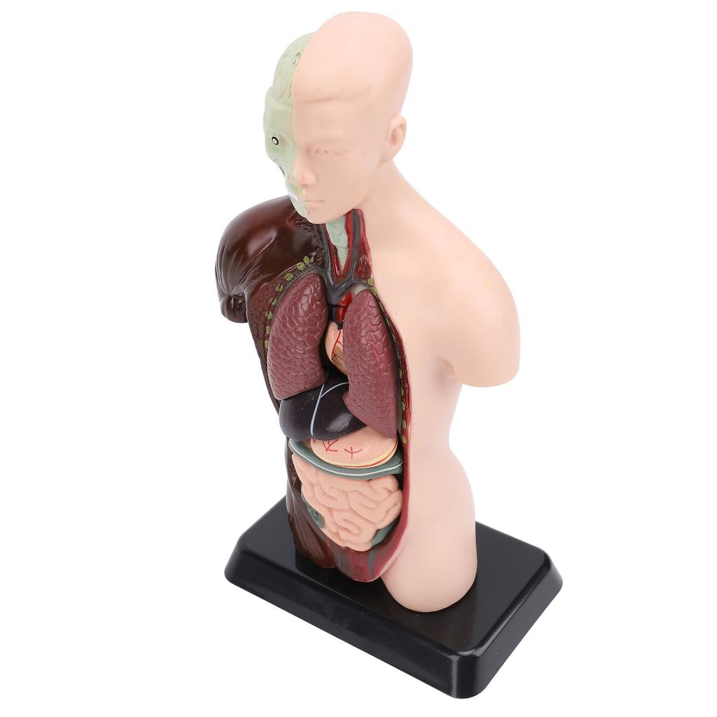 Model lidského těla, anatomie, fyziologie, struktura, orgány, vzdělávací sada pro vědeckou učebnu