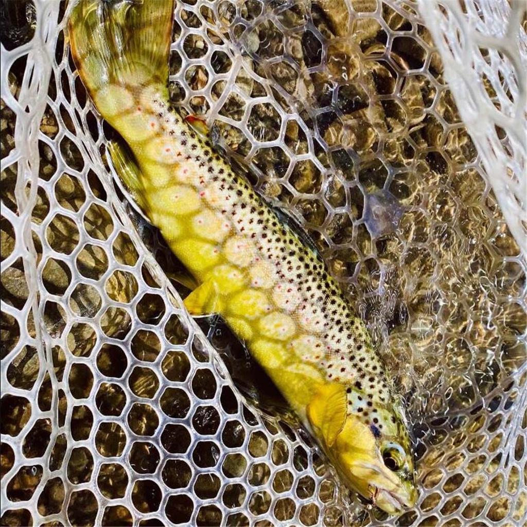 5/10/20/25Pcs/Box Caddisfly Dries Fishing Fly Lure Artificial Insect Bait Trout Fly Fishing Artificial Bait