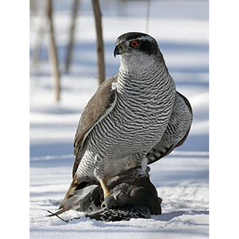 DIY 5d Diamond Embroidery Full Round Drill Eagle Diamond Painting Cross Stitch Mosaic Kits Wall Art Animal Home Decor Gift