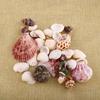 30 Stück/Beutel Mischung Aquarium Strand Nautisch DIY Muscheln Gemischt Lose Meeresmuschel