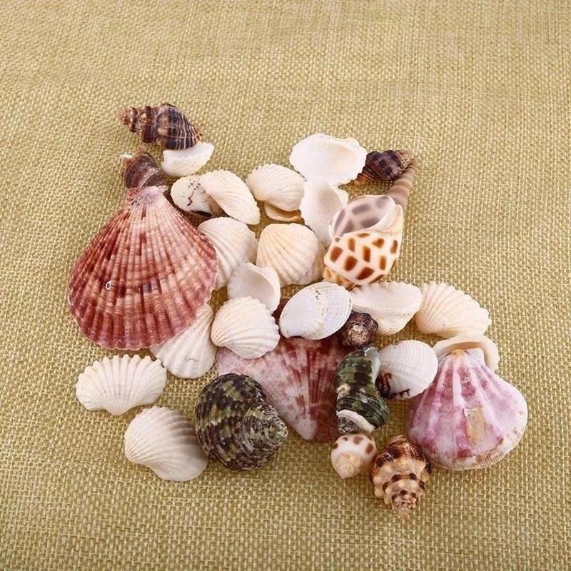 30 Stück/Beutel Mischung Aquarium Strand Nautisch DIY Muscheln Gemischt Lose Meeresmuschel
