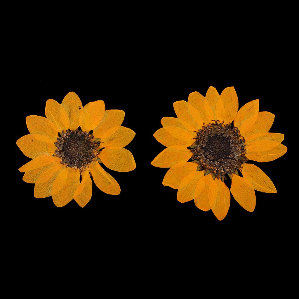 6 Natural Dried Flower Embellishment Case Decor