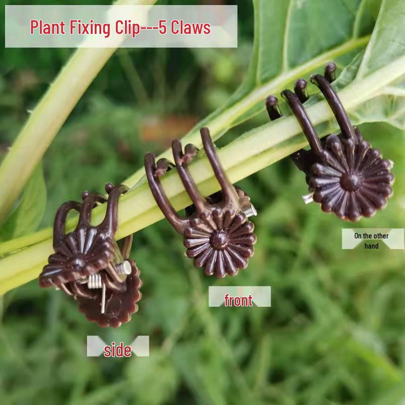 Phalaenopsis Orchid Support Clip for Upright Vine Growth