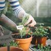 10Pcs Metal Plant Labels Weatherproof Garden Label Markers Reusable Garden Stake Tags for Vegetables  Flower Seed Greenhouse