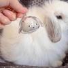 Handmade Rabbit Hair Storage Box Dog Hair Storage Container  Backpack Charm