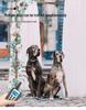 Waterproof Smart Remote Dog Trainer - Multi-Mode Bark Control for Two Dogs