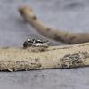 Twig Silver Ring  Natural Amethyst Ring  Leaf Engagement Ring  Promise Ring For Her  Women's Branch Ring  Sterling Silver Branch Ring
