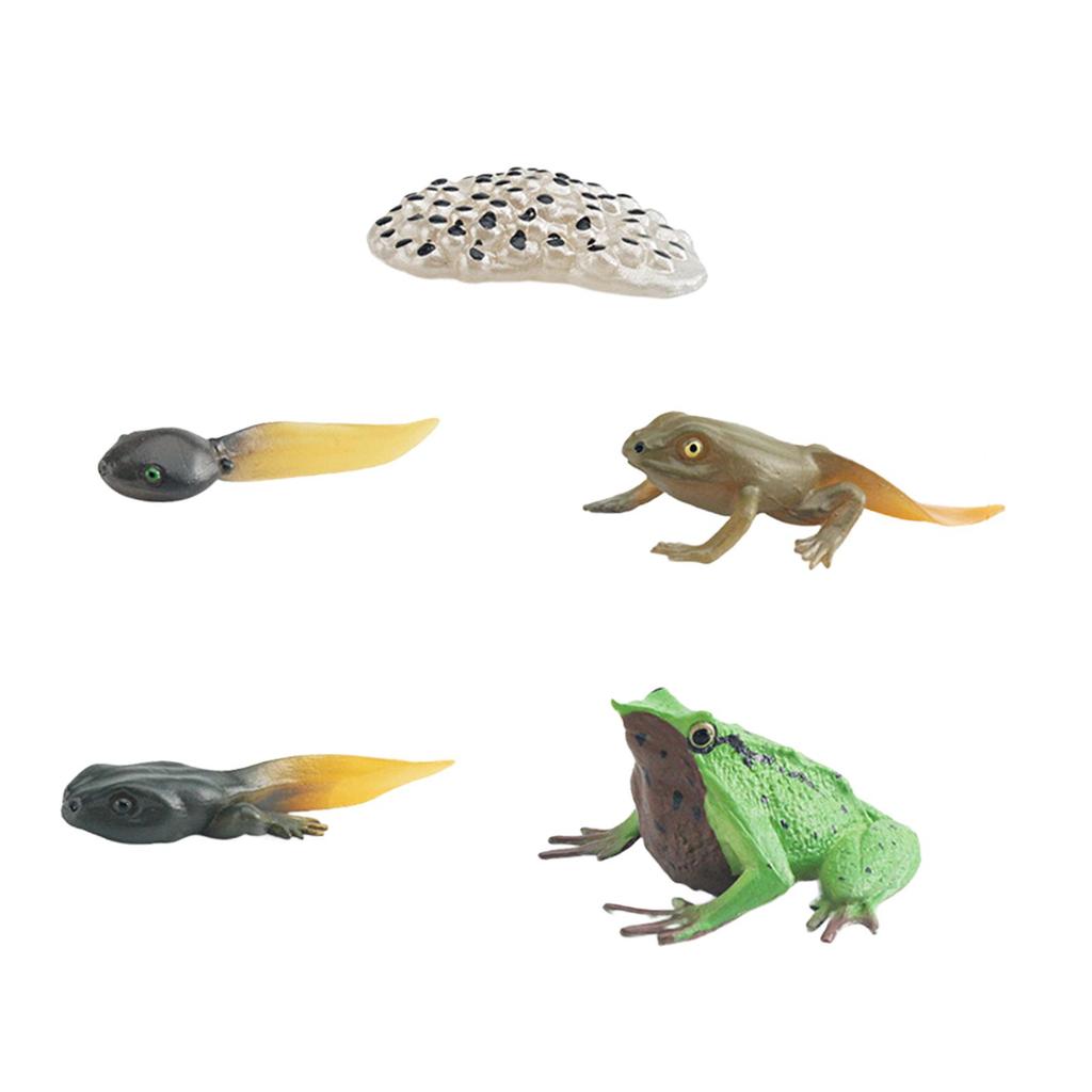 Life Cycle of Frog Toys Montessori Teaching Tools Animal Figurines Toy Biology Model