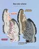 Große Outdoor-Wanderschuhe - Atmungsaktiv, Lässig, Mesh-Schuhe für kurze Reisen für Männer & Frauen