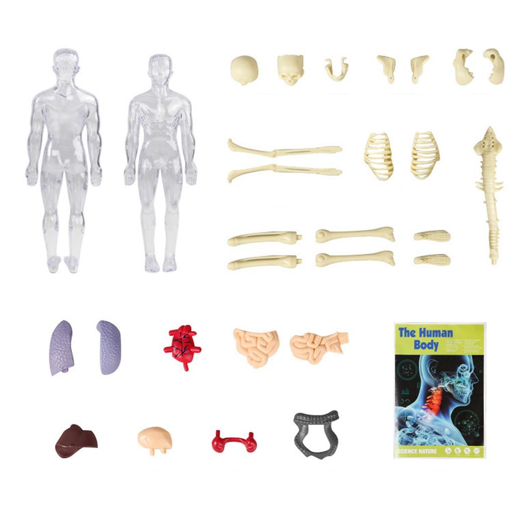 3D Anatomy Human Model For Children, Human Torso Body Anatomy Transparent Model, Removable Anatomy Model, Science Toy For Children And Teachers