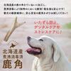 Maruichi Okada Shoten Deer Antler Dog Hokkaido (Large)