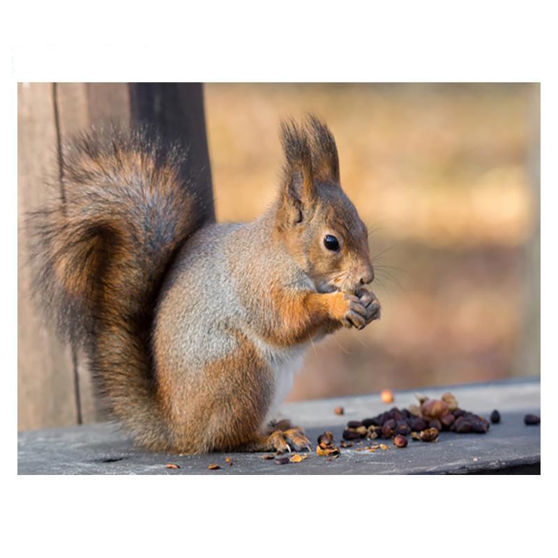 5D DIY Diamant Malerei Holz Eichhörnchen Diamant Mosaik Diamant Stickerei Volle Set Kreuz Stich Kits Home Decor Geschenke