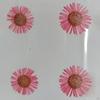 12 Pcs Dried Pressed Flowers DIY Art Craft Photography Props for Phone Case