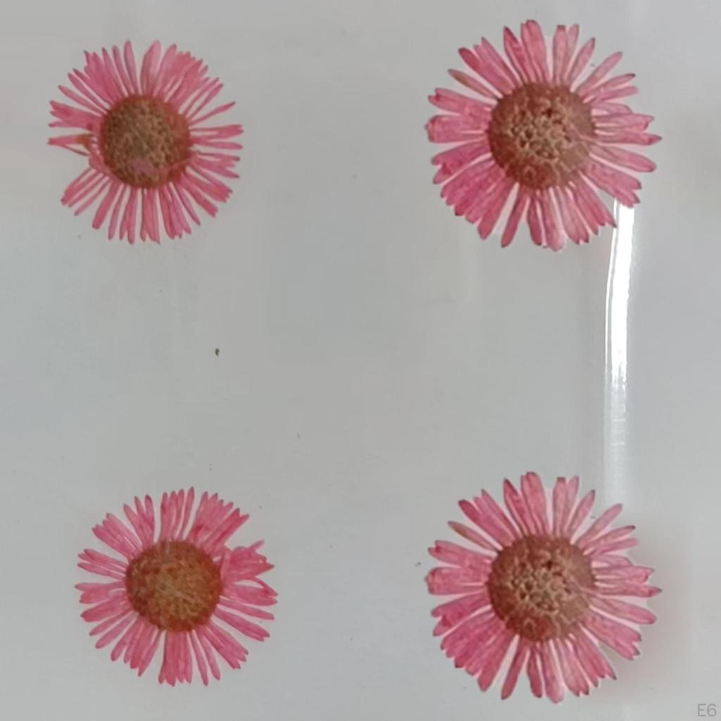 12 Pcs Dried Pressed Flowers DIY Art Craft Photography Props for Phone Case