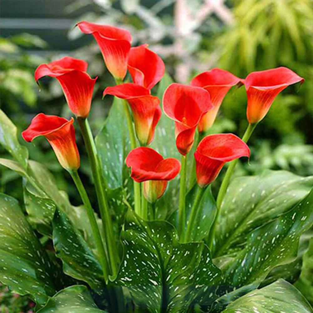 5d Diamond Painting Full Drill Square Landscape Flowers Diamond Embroidery Sale Plant Mosaic Home Decor