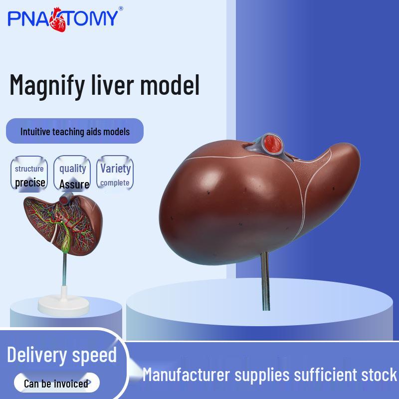 PNT-0472 Magnified Human Liver Model with Blood Vessels and Gallbladder Anatomy 1:1 Scale