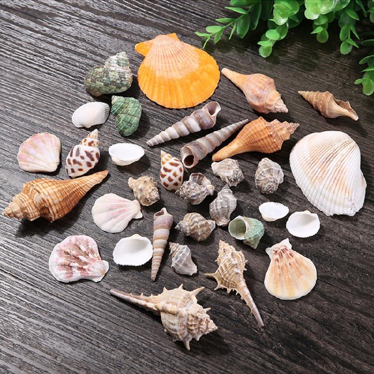 Beach Seashells Decoration Starfish Sea Snail Coral Ornament for Wedding Party