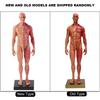 30cm Resina Masculino Estrutura Musculoesquelética Escultura Corpo Modelo Anatômico Modelo