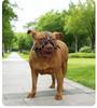 Anti-Bite Dog Muzzle for Medium to Large Breeds - Iron Cage Design