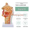 Human Nasal Cavity & Pharynx Anatomical Model - ENT Teaching Tool