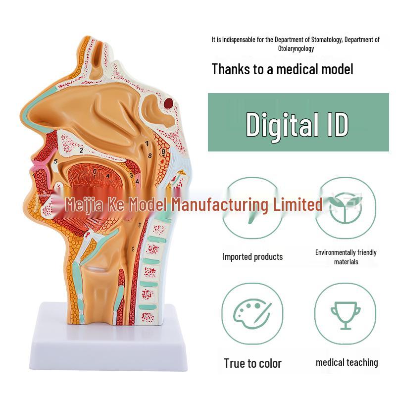 Human Nasal Cavity & Pharynx Anatomical Model - ENT Teaching Tool