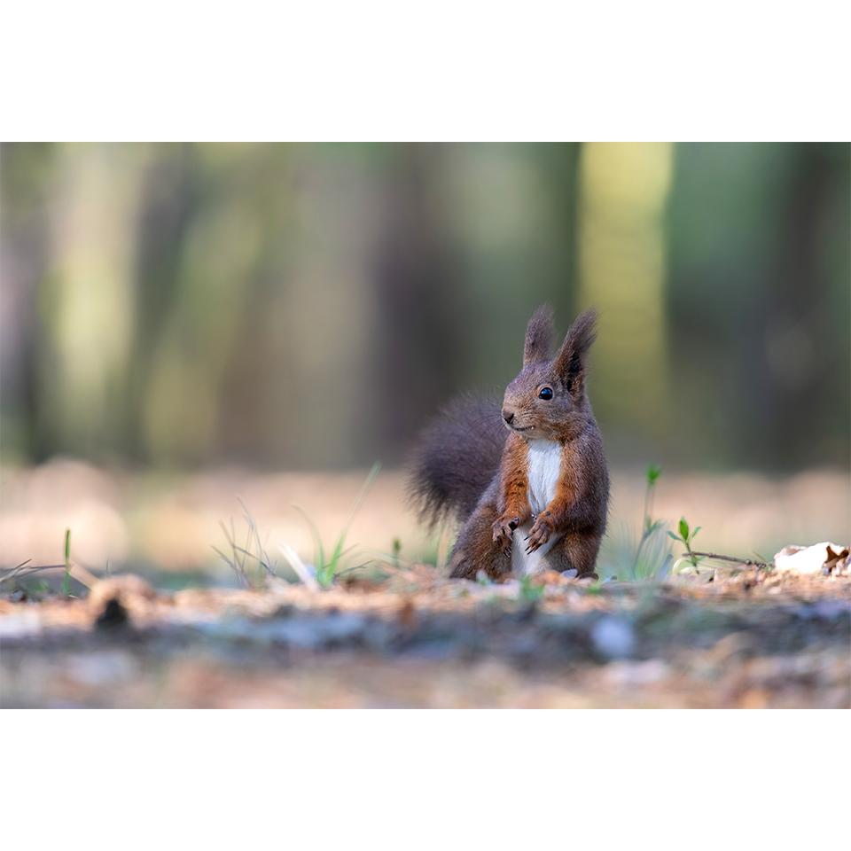 Capibara Capybaras Eichhörnchen Murmeltier Kunststoff Tierfiguren  Actionfigur, Lieblings-Wildtiermodelle für Kinder, Sammlerspielzeug für  Kinder - AliExpress, image size:960x960