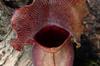 SAFLAX Mix di piante carnivore - 10 semi - Sarracenia Mix