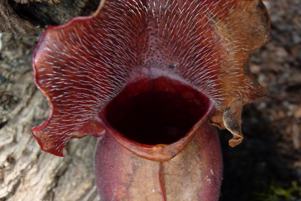 SAFLAX Mix di piante carnivore - 10 semi - Sarracenia Mix