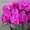 High-End PU Phalaenopsis Artificial Flowers - Single Stem for Home & Hotel Décor