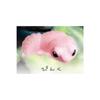 Authentic Yell  Shedding Leopard Gecko Reptile Pet Simulation Ornament Cute