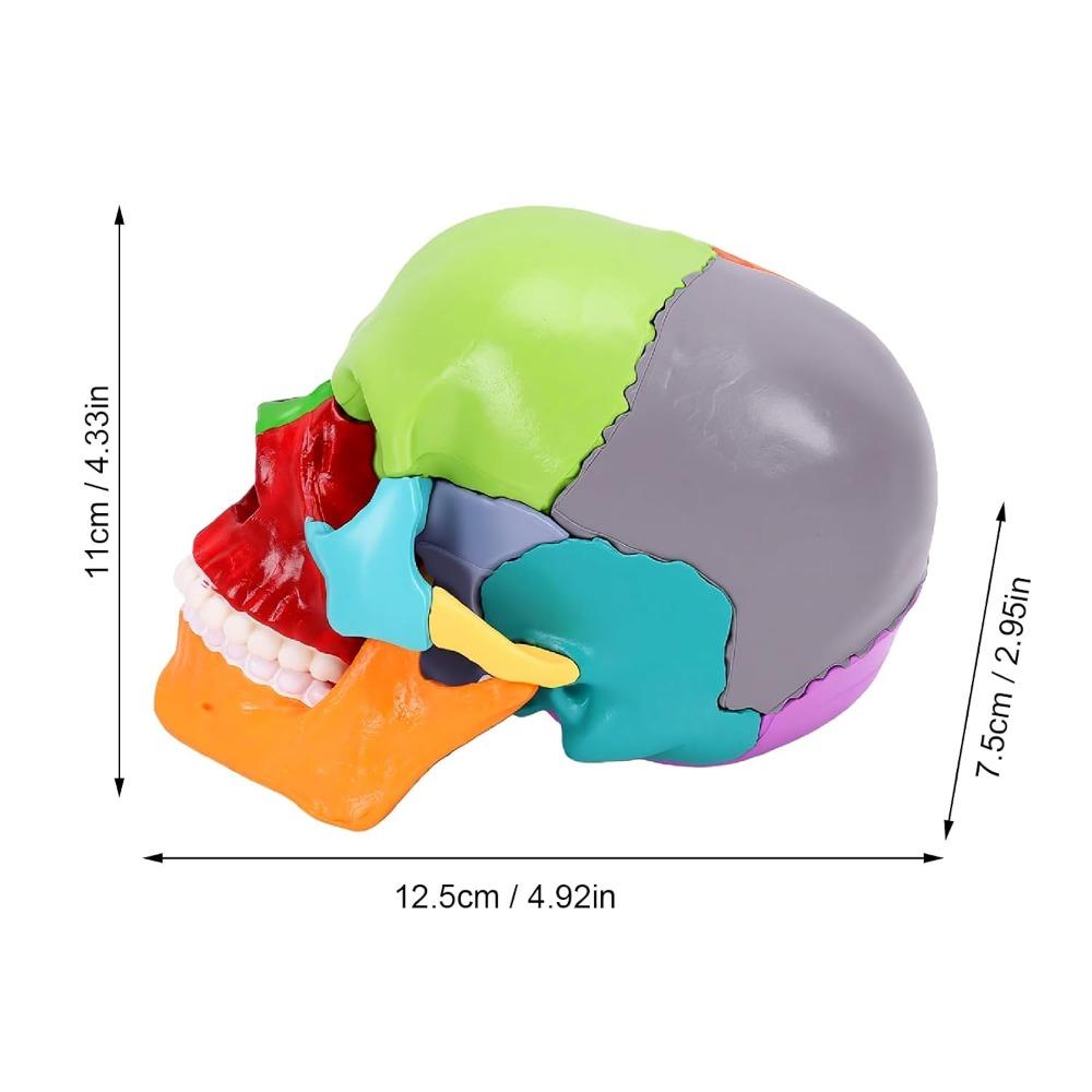 15 Parts Human Skull Model Half Size Teaching Skull Model Mini Mini Skull Model Educational Study