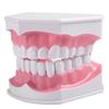 Adult Dental Teeth Model and Toothbrush with Removable High Grade Teeth Teaching Model