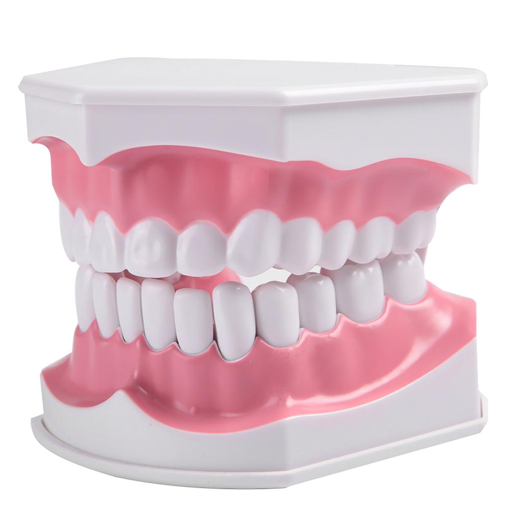 Adult Dental Teeth Model and Toothbrush with Removable High Grade Teeth Teaching Model