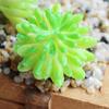 Beautifully Crafted Mini Artificial Succulents For Lifelike Home Office Decor