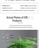 Asparagus Fern Indoor Plant: Air-Purifying, Evergreen, Hydroponic Bonsai for Office or Home