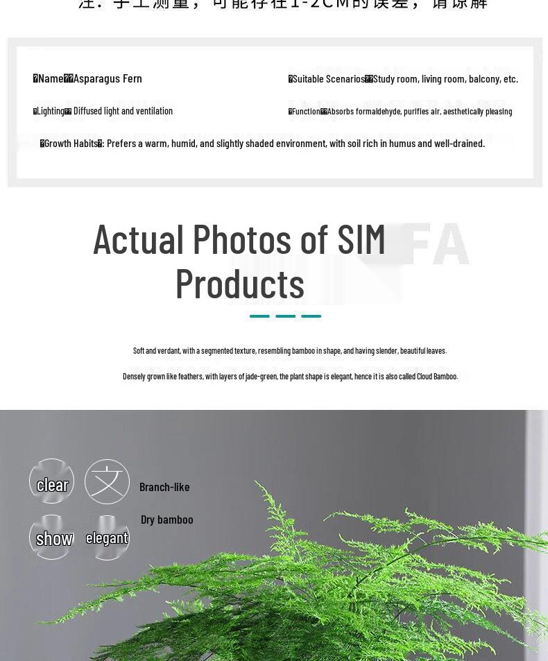 Asparagus Fern Indoor Plant: Air-Purifying, Evergreen, Hydroponic Bonsai for Office or Home
