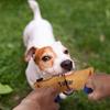 Cães – Brinquedos para cães
