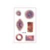 Sweatproof Bruise Scab Scar Tattoo Sticker Waterproof Zombie Cosplay Props  Festival Carnival