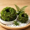 Mosbold Blomsterpotte, Naturlig Grøn Bonsai Planteholder, Dekorativ Mosbold Planteholder til Hjem, Have, Bryllupsfest Dekoration